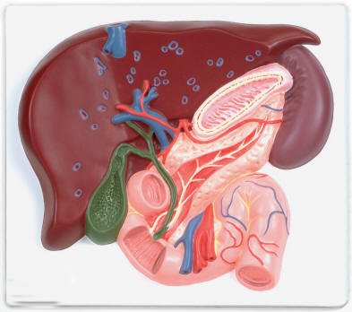 human liver with gall bladder
